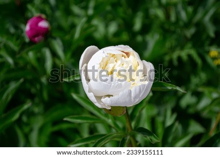 Delicate fresh beautiful peony flowers on the background of green foliage in the garden