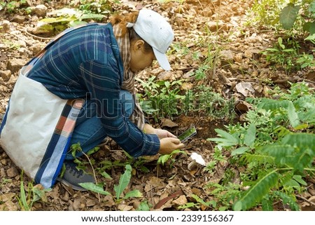Asian female forest explorer takes pictures of wild mushrooms and collects mushroom samples for study. Such as species, forest environment suitable for growth. to contribute to forest conservation.  