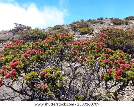 a typical mountain peak plant, located at the top of Mount Welirang. The photo was taken by Willem Tasiam, a marathon climber