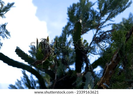 dragon fruit tree with blue sky background