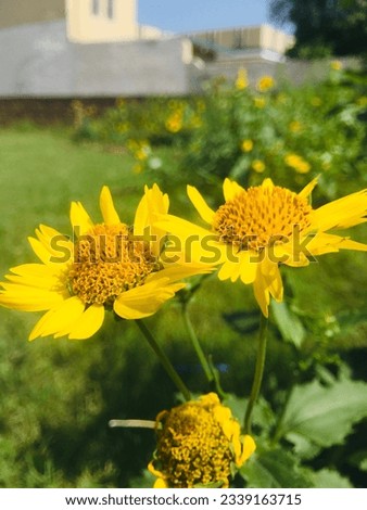 Discover bright and cheerful  portrait sunflower pictures and images