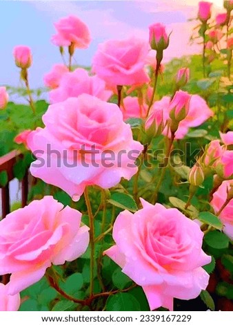 The beautiful and nature flowers photo