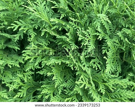 thuja tree branches, natural background