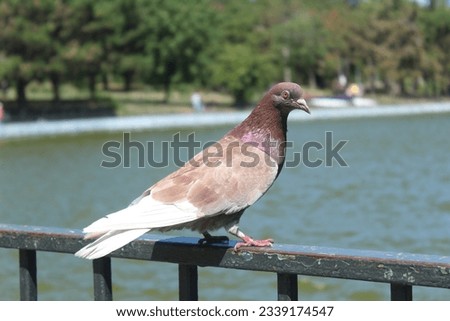 A dove sitting on the bridge near the pond