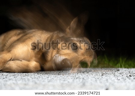 Soul leaves the dog body after death. Coping with losing a pet. Royalty-Free Stock Photo #2339174721