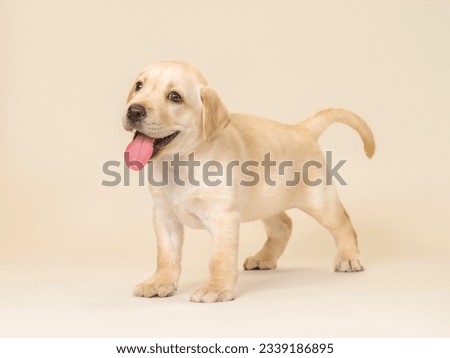 Cute golden retriever puppy lying down facing the camera isolated on background