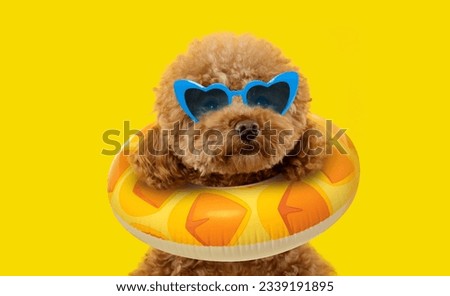 Cute Maltipoo dog with stylish sunglasses and swim ring on yellow background