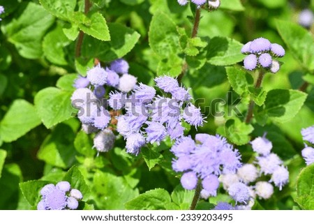 Purple Pictures of Ageratum flowers.