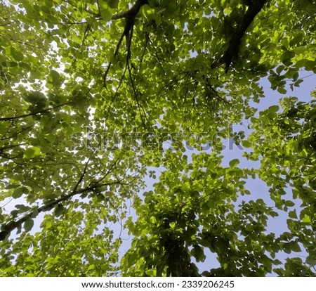 Beauty of nature with green tree and sky Royalty-Free Stock Photo #2339206245
