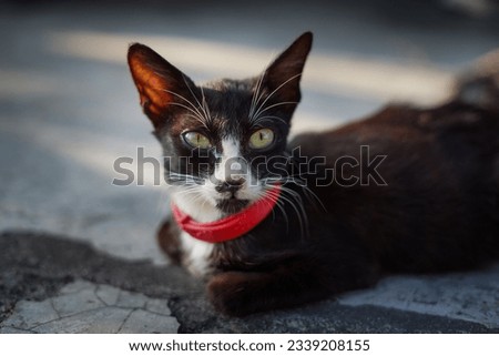 portrait of a black cat using a red collar looking at camera Royalty-Free Stock Photo #2339208155