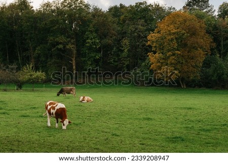 Cows Grazing In A Meadow Against A Backdrop Of Forest Mountains During Sunset. Cows Graze In A Meadow Against The Backdrop Of Summer. Cows Graze In The Meadow Against The Backdrop Of Forest Mountains