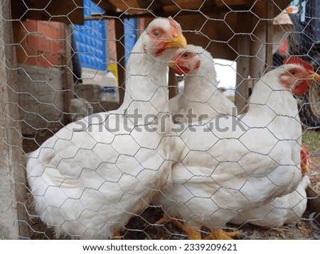 White chickens inside the wire mesh Royalty-Free Stock Photo #2339209621