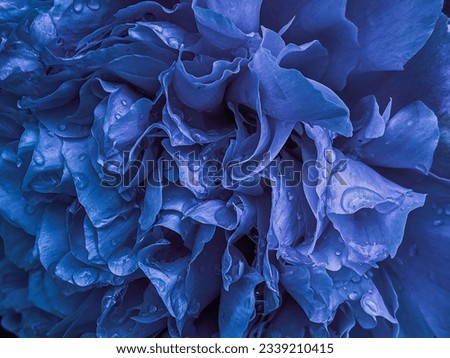 A pretty blue wallpaper of peony