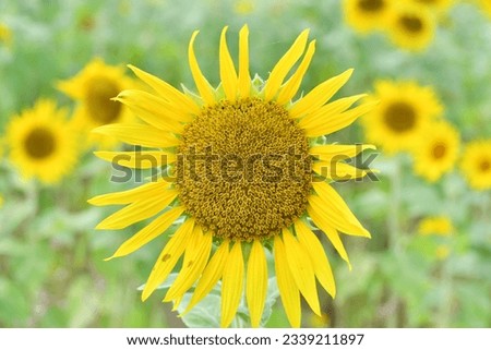 Pictures of sunflowers in full bloom