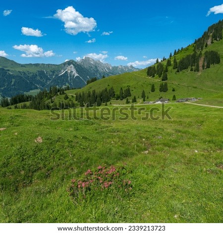 Colorful alpine flowers on Alpe Steris in Grosswalsertal, Vorarlberg, with steep mountain meadows, forest and mountains in the background, hillside village on a plateau in Austria Royalty-Free Stock Photo #2339213723