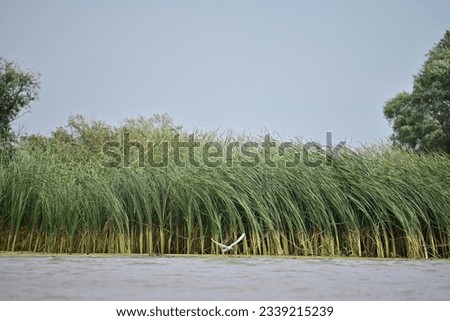 Single bird in Danube Delta, Tulcea, Romania