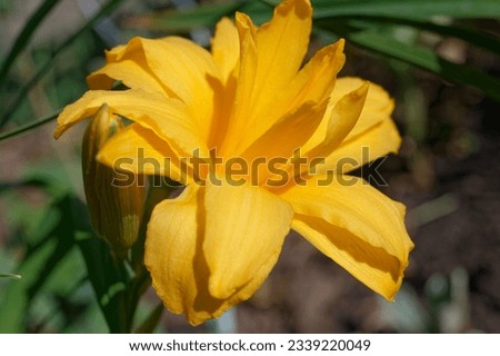 Hemerocallis 'Double Talk' is a daylily with double yellow flowers Royalty-Free Stock Photo #2339220049