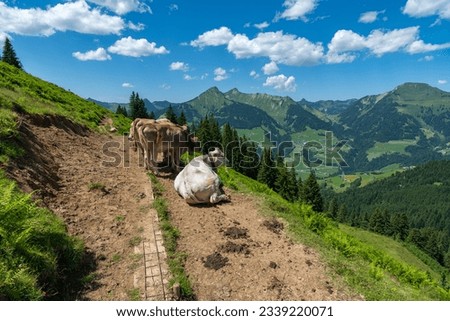 Cow lies on the hiking trail, many cows with different colors on the green pasture in Vorarlberg, Austria. Cow and cattle on the alp, meadow with colorful flowers
