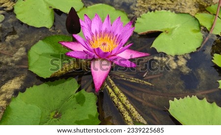 Waterlily, lotus or water lily, a plant in the genus Nymphaea. Thai people like to use it to cook the famous food. boiled lotus leaf with mackerel illustration flower background image
