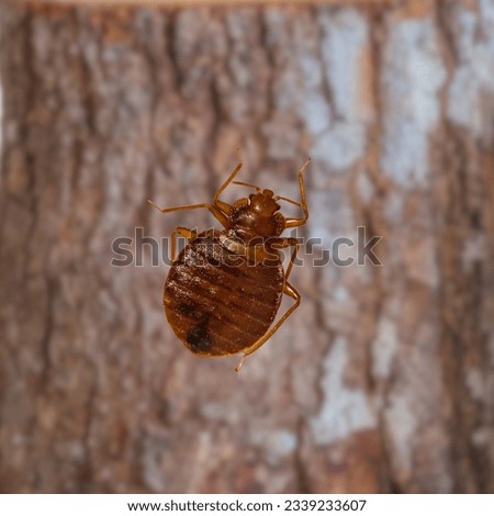 Bedbug, Cimex lectularius Hemiptera: Cimicidae crawling on bed extreme up close.The Common Bed Bug, parasite, Czech Republic