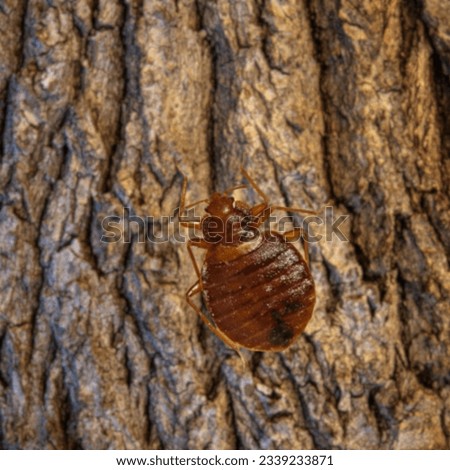 Bedbug, Cimex lectularius (Hemiptera: Cimicidae) crawling on bed extreme up closeA Close up of a Bed Bug