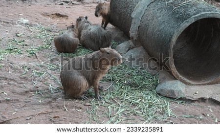 a group of capybara eat food, the greater capybara (Hydrochoerus hydrochaeris) is a giant cavy rodent native to South America. It is the largest living rodent and a member of the genus Hydrochoerus.  Royalty-Free Stock Photo #2339235891