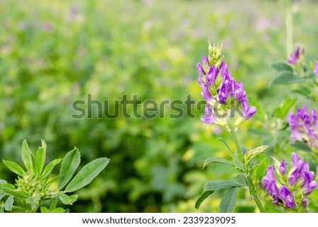 Field of flowering alfalfa. Stems with blooming alfalfa, close-up. Medicago sativa. Alfalfa, Medicago sativa, forage high protein plant. Alfalfa flower on the field close-up. Royalty-Free Stock Photo #2339239095