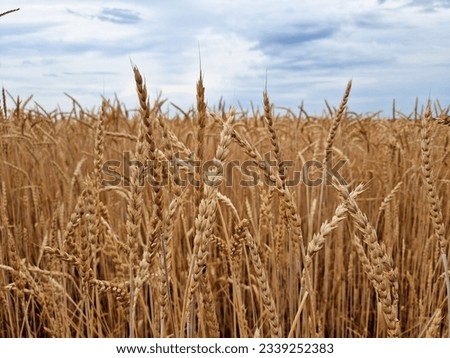 beautiful picture of agriculture wheat or barley or rye field in Slovakia. summer nature wallpaper. love nature. dry straw. growth. blue sky and clouds. romantic view.