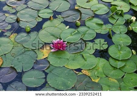 Bright blooming pink lotus flower growing among lush green leaves on a calm pond