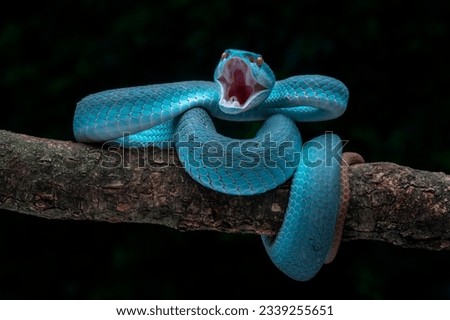 Blue White Lipped Pit Viper is a venomous pit viper found in East Indonesia. Royalty-Free Stock Photo #2339255651