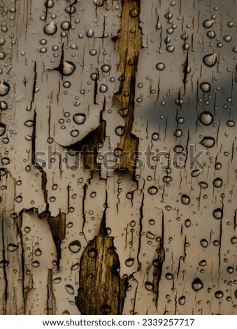 Pictures of the bark that has been peeled off by the rain reveals the wood inside.