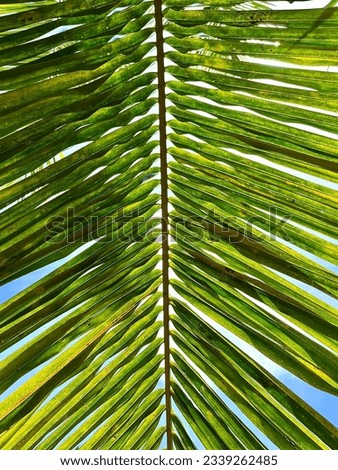 Coconut leaf texture background pictures in blue sky
