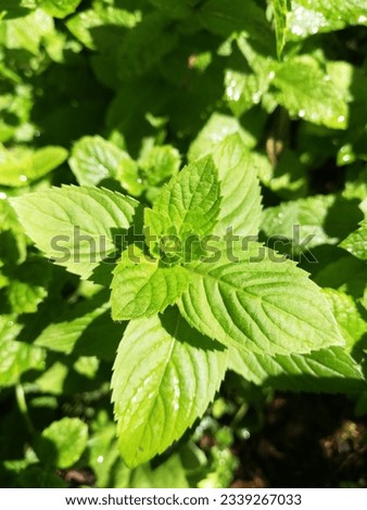 The mint in the morning sun is very green and beautiful
