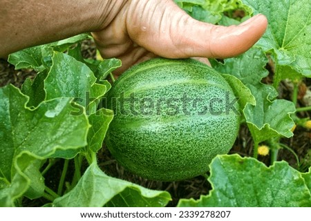 Hand Holding a Ripening Cantaloupe In the Garden Royalty-Free Stock Photo #2339278207
