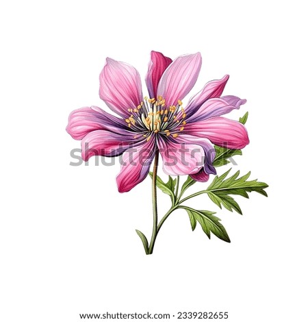 Botanical illustration of anemone flower isolated on white background.