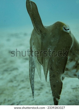 Tiny poser cuttlefish, shallow dives in El nido, Palawan. Royalty-Free Stock Photo #2339283327