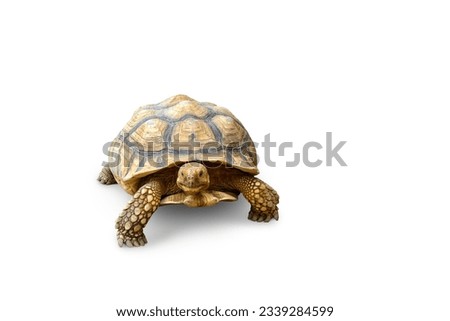 tortoise, cute turtle, sulcata tortoise, african spurred tortoise isolated on white background Royalty-Free Stock Photo #2339284599