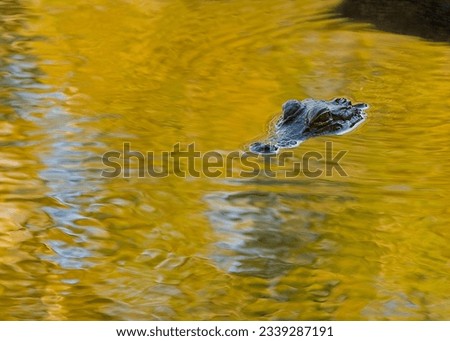 Submerged alligator peers out from a golden pool of sunlit water. Only his eyes, snout, and the top of his head are visible. Simple composition with room for copy. 