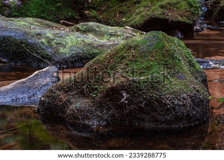 Moss on rock in rainforest