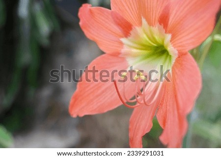 Hippeastrum striatum, striped Barbados lily, herbaceous bulbous plant in the family Amaryllidaceae
