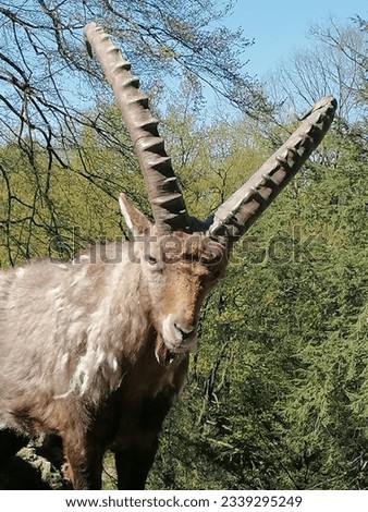 Wildlife picture of a goat with large horns