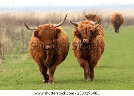Two massive Scottish Highland cows come running straight towards the viewer. Their stature and determination indicate that they will not budge. Royalty-Free Stock Photo #2339295485