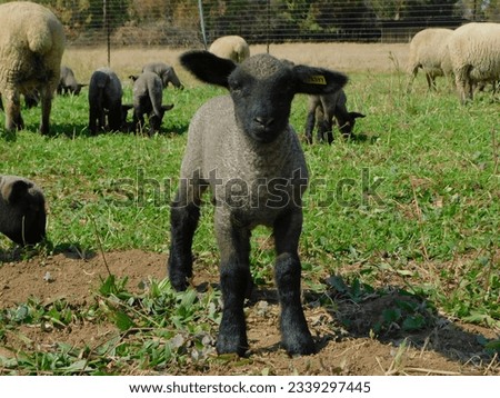 Closeup portrait photo of a adorable little Hampshire Down Sheep Lamb standing in a clover field facing the camera Royalty-Free Stock Photo #2339297445