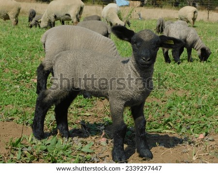 Closeup portrait photo of a adorable little Hampshire Down Sheep Lamb standing in a clover field facing the camera Royalty-Free Stock Photo #2339297447