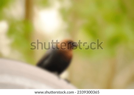 Birds abstract background. Defocus blurred background of the birds