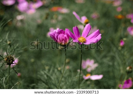 Sweet pink cosmos flowers Blooming outdoors, afternoon, sunny, in the botanical garden. copy space