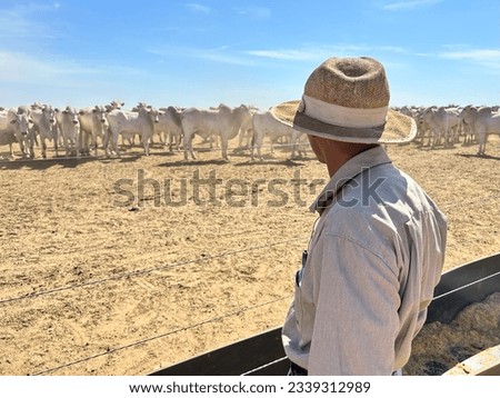 a farmer looking for herd of nellore beef cattle on feedlot Royalty-Free Stock Photo #2339312989