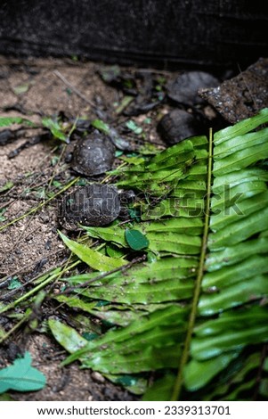 Land tortoise in nature in Seychelles