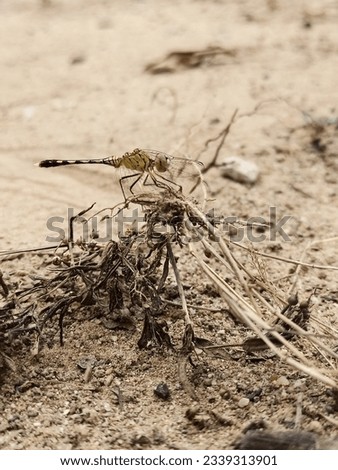 picture of dragonfly on dry grass
