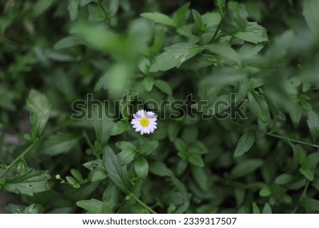 White small flower in Garden